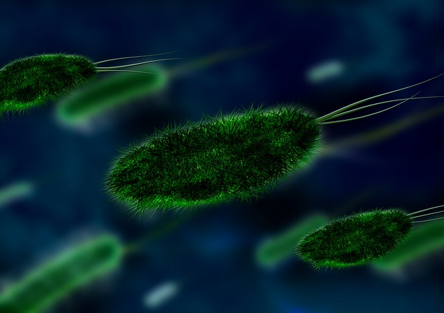 zelené bakterie.jpg